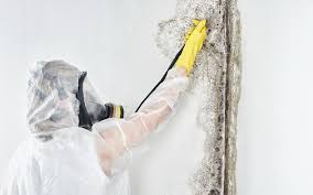 Best Post-Construction Mold Inspection  in Havelock, NC